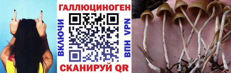 Псилоцибиновые грибы GOLDEN TEACHER  сколько стоит  Амурск 